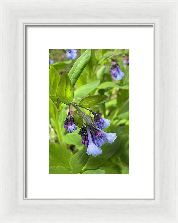 Blue and Purple April Wildflowers - Framed Print