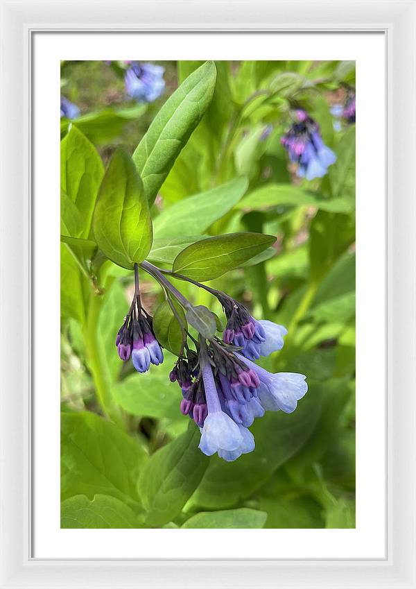 Blue and Purple April Wildflowers - Framed Print
