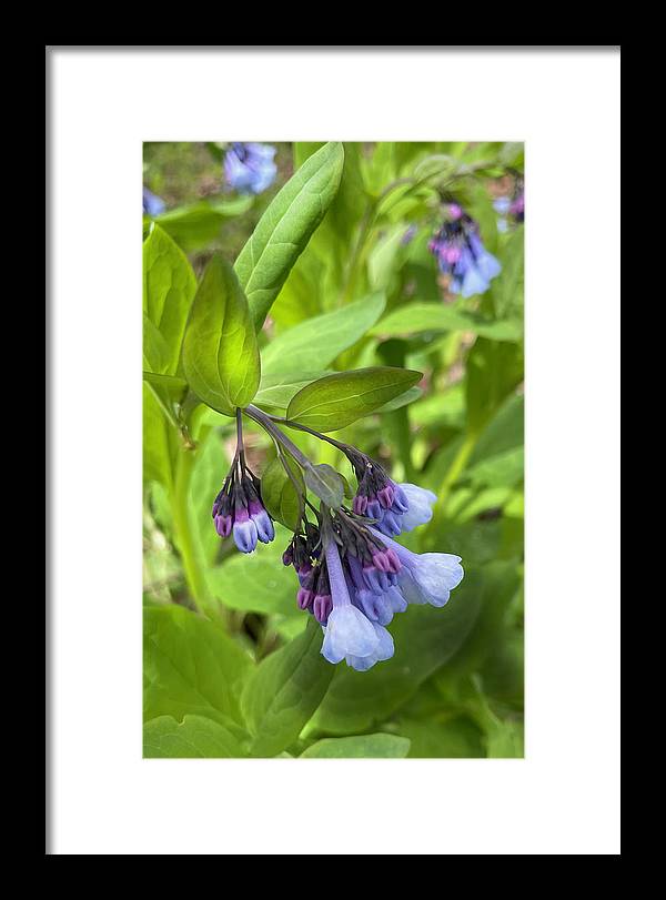 Blue and Purple April Wildflowers - Framed Print