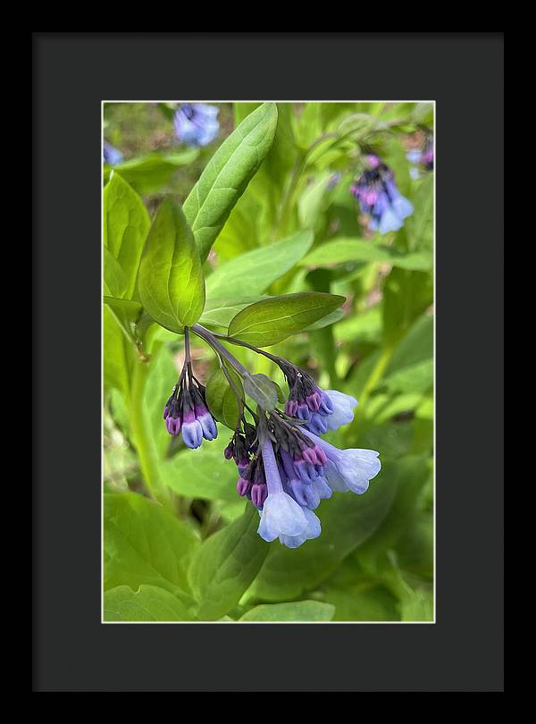 Blue and Purple April Wildflowers - Framed Print