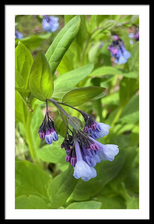 Blue and Purple April Wildflowers - Framed Print