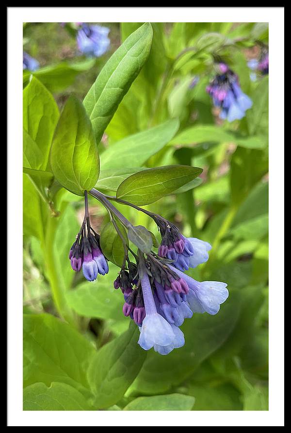 Blue and Purple April Wildflowers - Framed Print