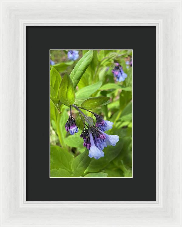 Blue and Purple April Wildflowers - Framed Print