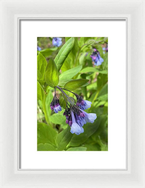 Blue and Purple April Wildflowers - Framed Print