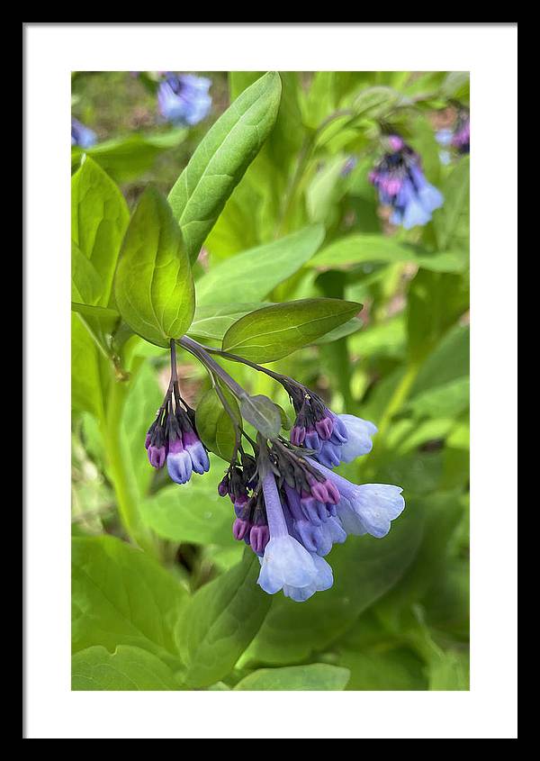 Blue and Purple April Wildflowers - Framed Print