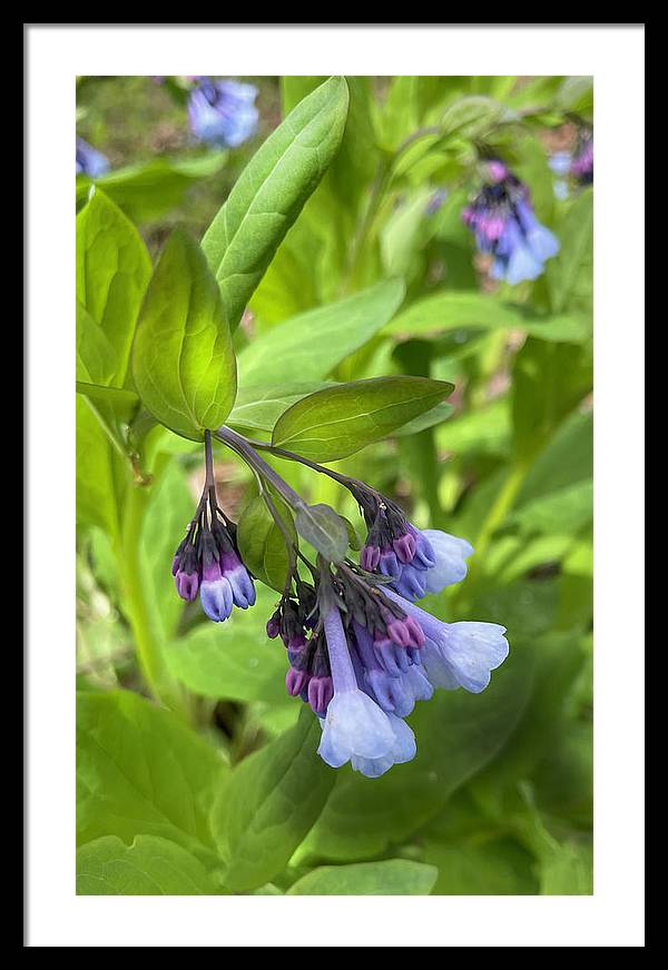 Blue and Purple April Wildflowers - Framed Print