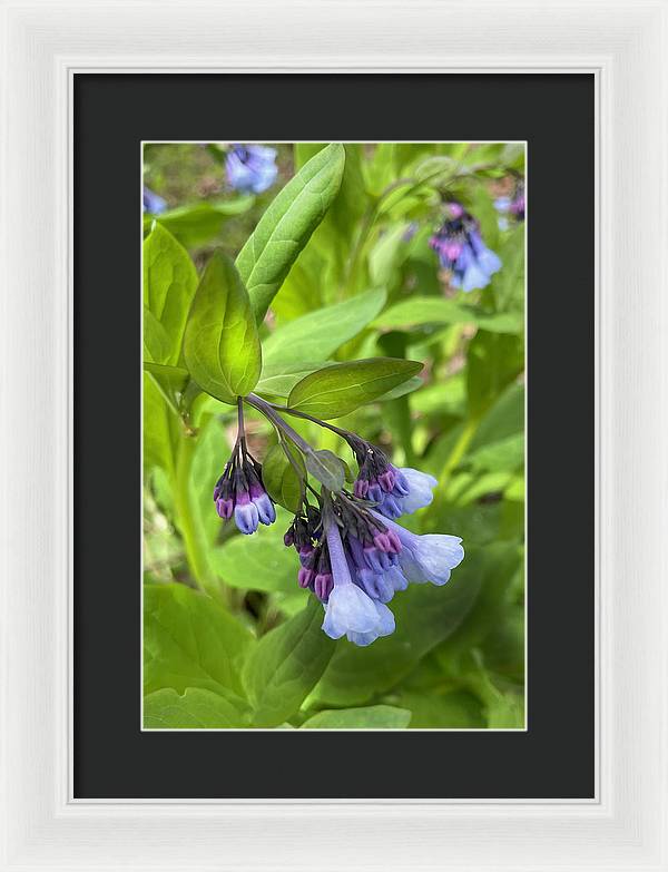 Blue and Purple April Wildflowers - Framed Print