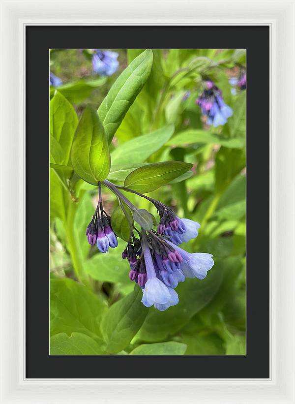 Blue and Purple April Wildflowers - Framed Print