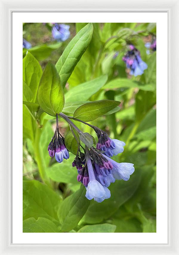 Blue and Purple April Wildflowers - Framed Print