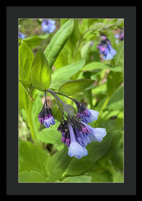 Blue and Purple April Wildflowers - Framed Print