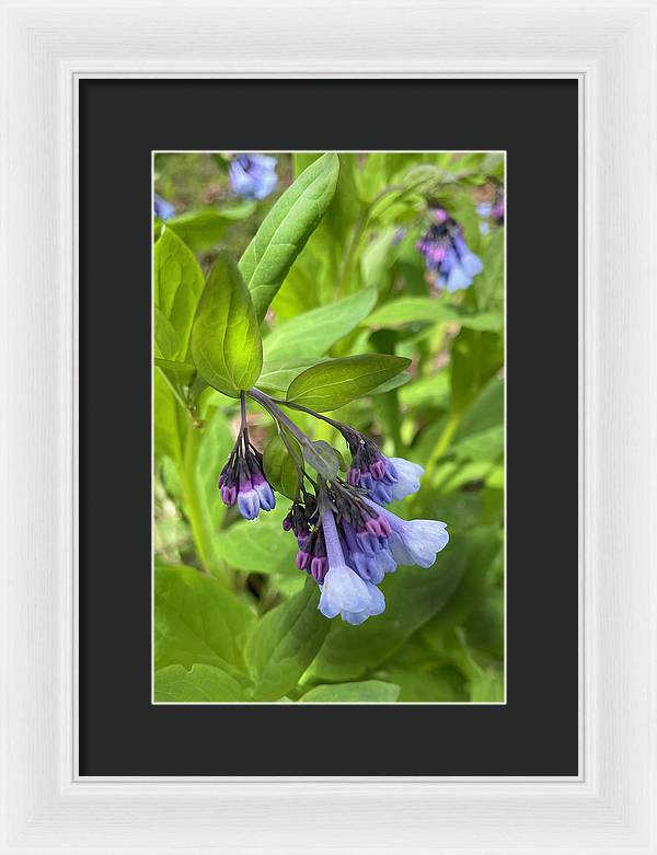 Blue and Purple April Wildflowers - Framed Print