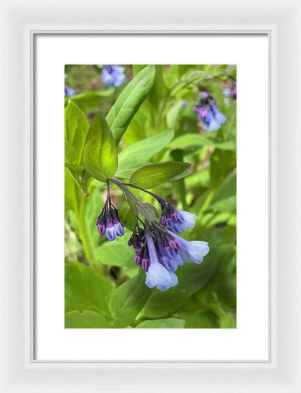 Blue and Purple April Wildflowers - Framed Print