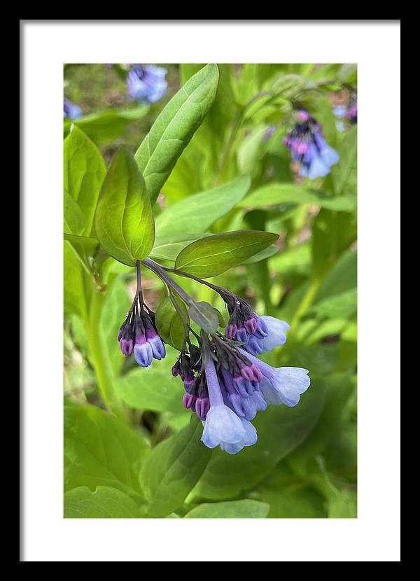Blue and Purple April Wildflowers - Framed Print
