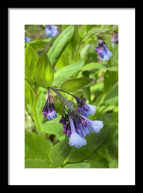 Blue and Purple April Wildflowers - Framed Print