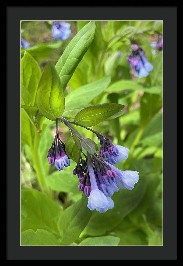 Blue and Purple April Wildflowers - Framed Print