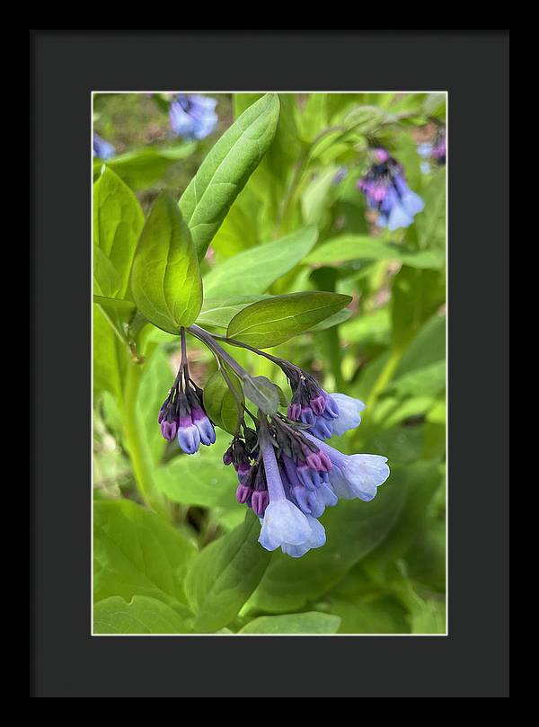 Blue and Purple April Wildflowers - Framed Print