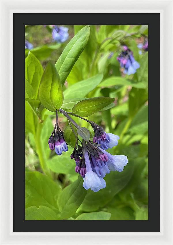 Blue and Purple April Wildflowers - Framed Print