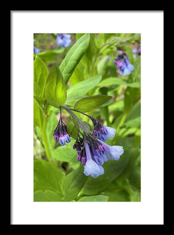 Blue and Purple April Wildflowers - Framed Print