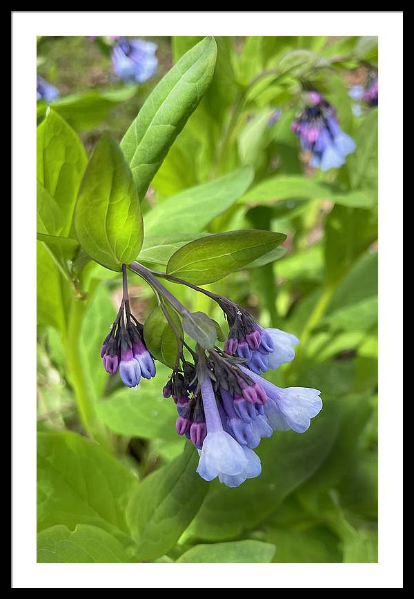 Blue and Purple April Wildflowers - Framed Print