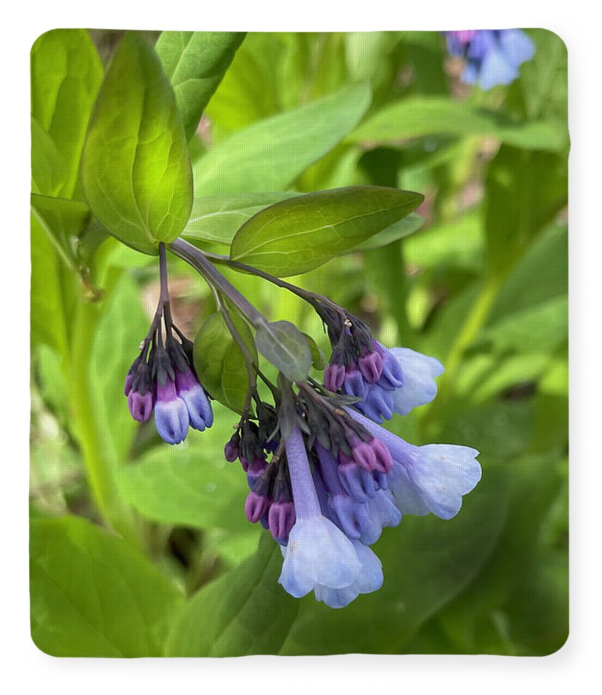 Blue and Purple April Wildflowers - Blanket