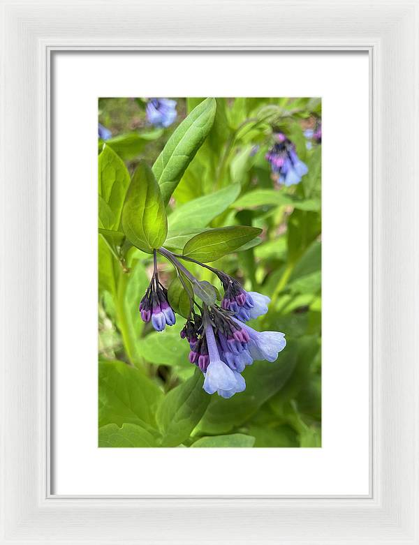Blue and Purple April Wildflowers - Framed Print
