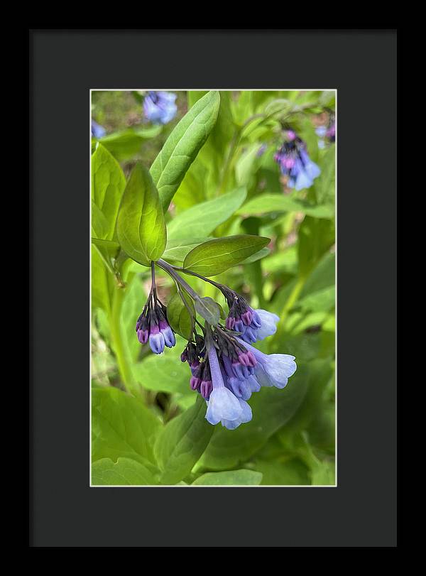 Blue and Purple April Wildflowers - Framed Print