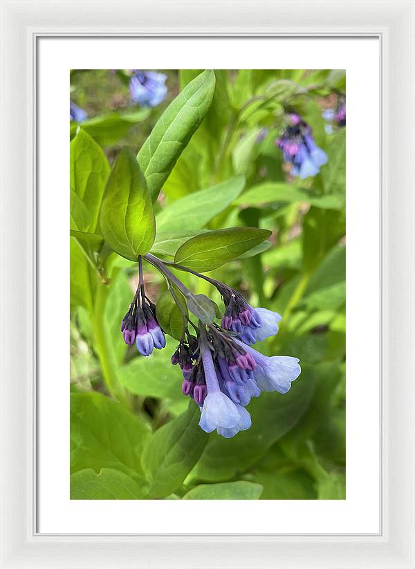 Blue and Purple April Wildflowers - Framed Print