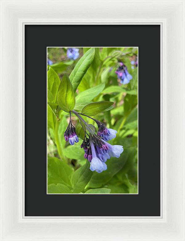 Blue and Purple April Wildflowers - Framed Print