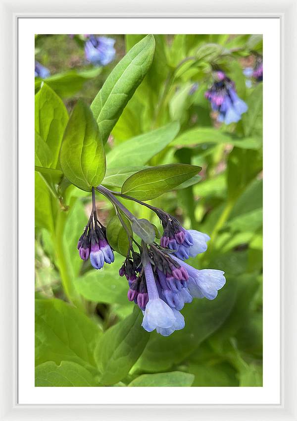 Blue and Purple April Wildflowers - Framed Print