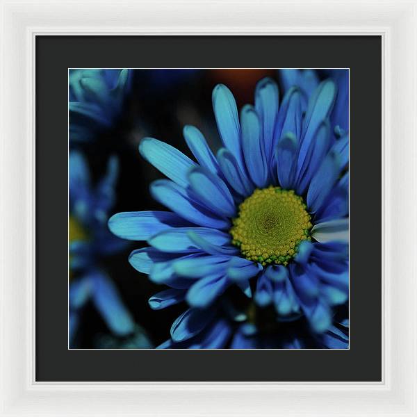 Blue Daisy - Framed Print