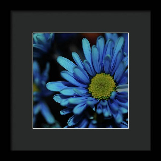 Blue Daisy - Framed Print