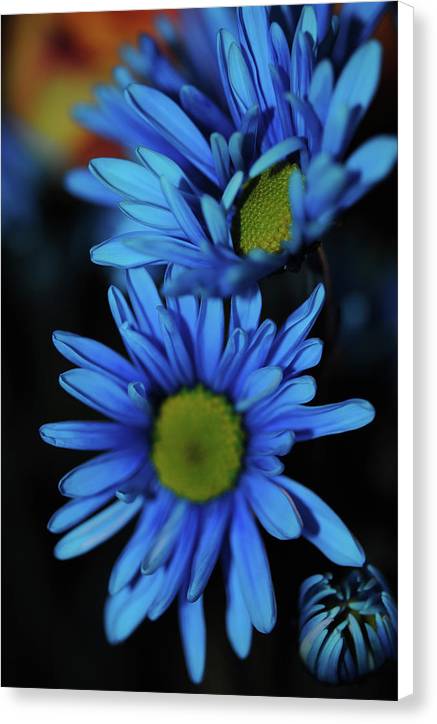 Blue Daisy Vertical - Canvas Print