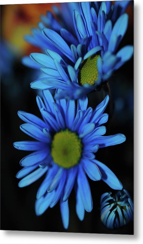 Blue Daisy Vertical - Metal Print