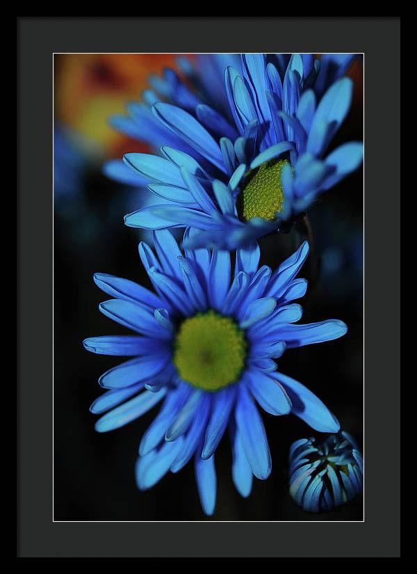 Blue Daisy Vertical - Framed Print