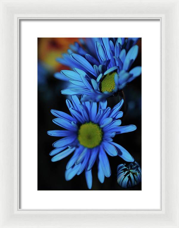 Blue Daisy Vertical - Framed Print