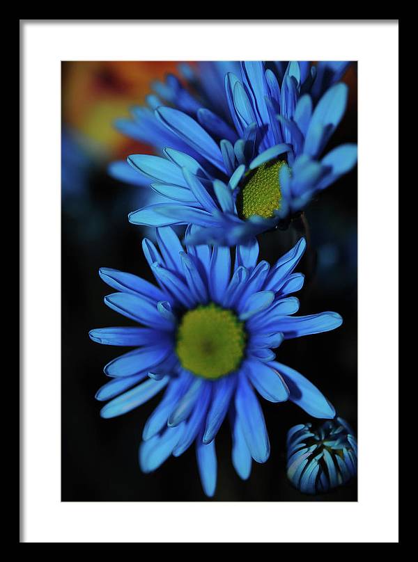 Blue Daisy Vertical - Framed Print