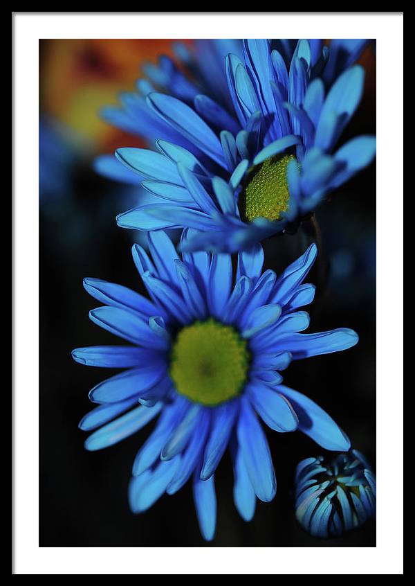 Blue Daisy Vertical - Framed Print
