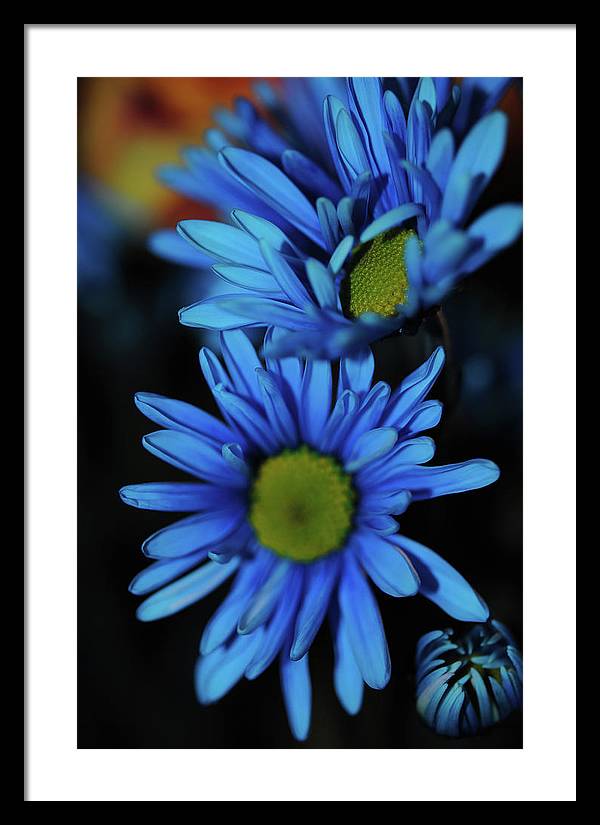 Blue Daisy Vertical - Framed Print