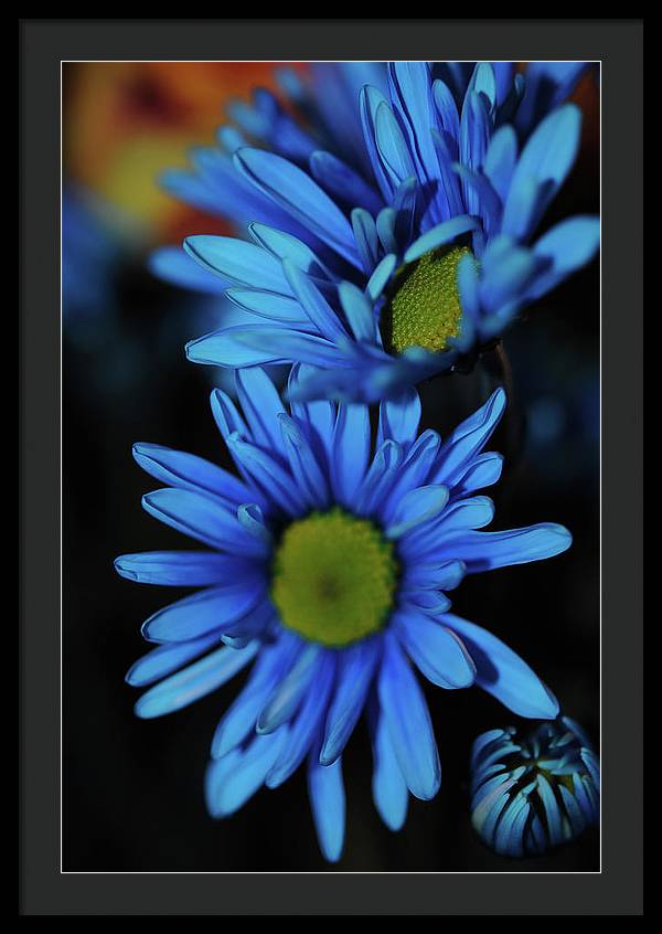 Blue Daisy Vertical - Framed Print
