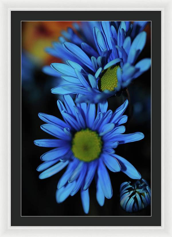 Blue Daisy Vertical - Framed Print
