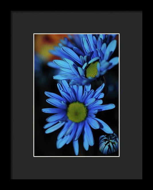 Blue Daisy Vertical - Framed Print