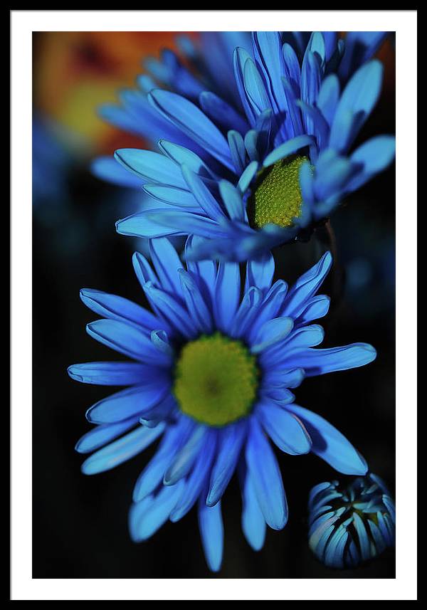 Blue Daisy Vertical - Framed Print