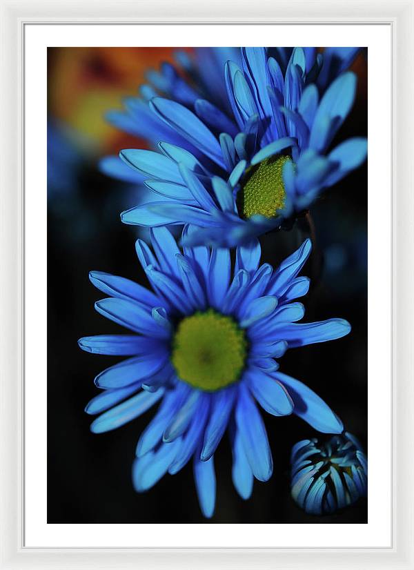 Blue Daisy Vertical - Framed Print