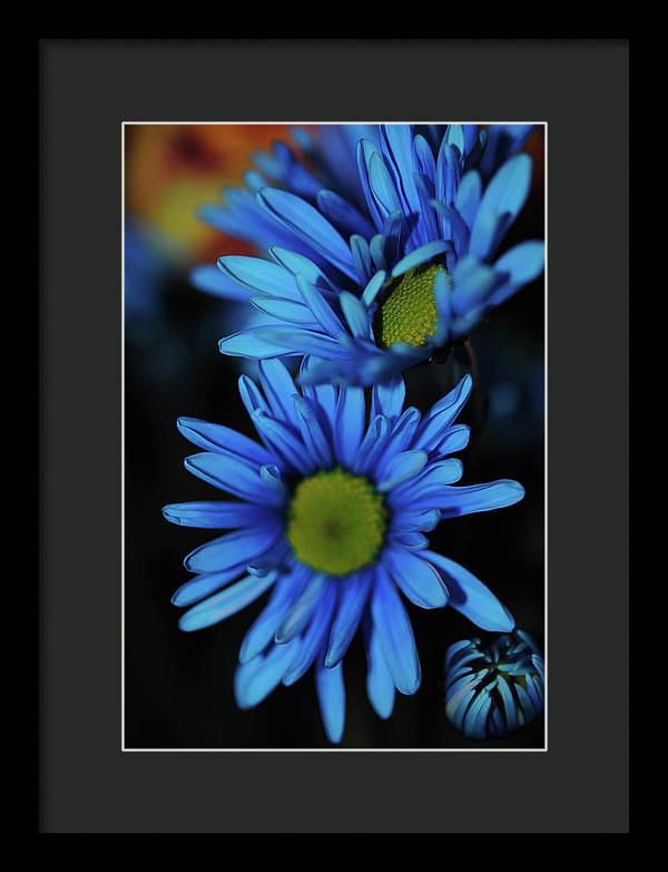 Blue Daisy Vertical - Framed Print