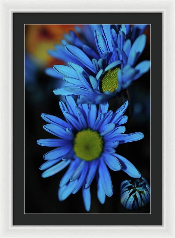 Blue Daisy Vertical - Framed Print