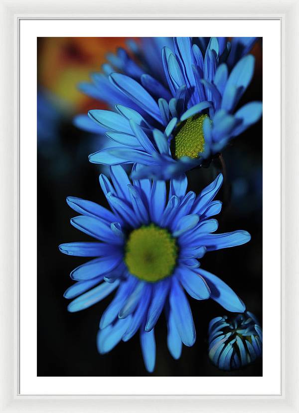 Blue Daisy Vertical - Framed Print