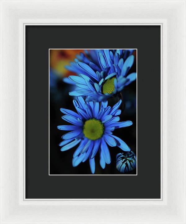Blue Daisy Vertical - Framed Print