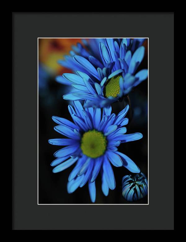 Blue Daisy Vertical - Framed Print