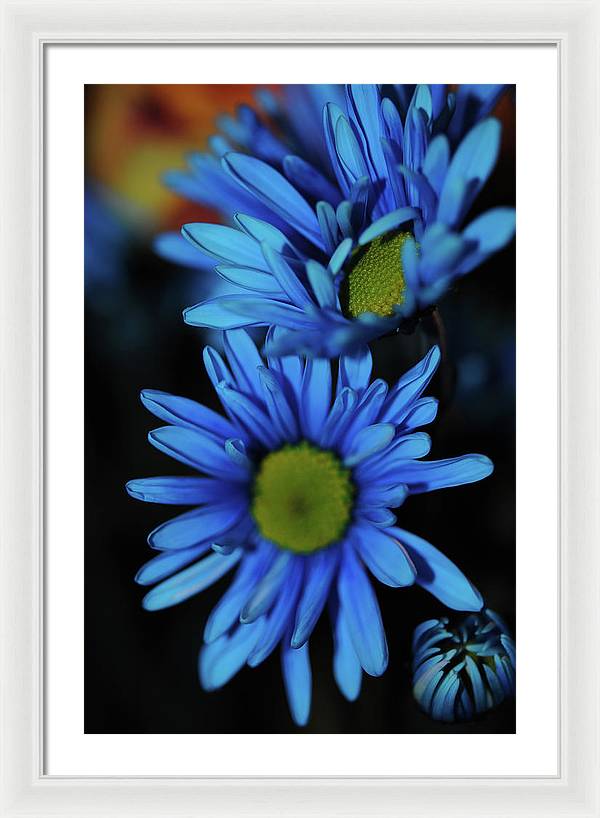 Blue Daisy Vertical - Framed Print