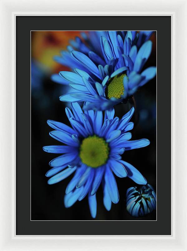 Blue Daisy Vertical - Framed Print